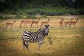 066 Zimbabwe, Hwange NP, impala's en zebra